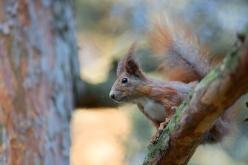 Red squirrel in the forest
