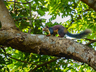 A cute Indian Giant Squirrel or Malabar Giant Squirrel (Ratufa indica) on the tree.