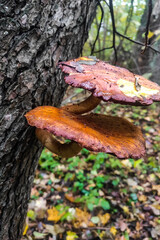 Mushrooms in the autumn forest after the rain, fallen leaves and green moss