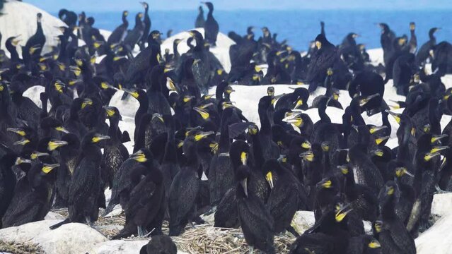 Colony of southern cormorant (Phalacrocorax carbo sinensis) on islands of Gulf of Finland, Baltic Sea. Colony is located on granite boulder ludas. Most pandemonium nestlings are more than month old