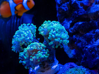 Euphyllia