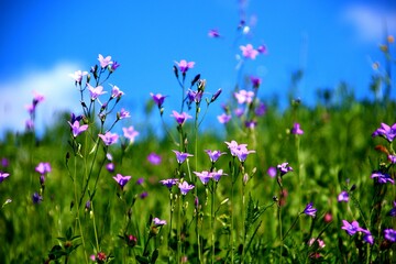 wiese mit glockenblumen