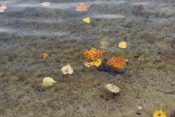 Autumn leaves on the surface of clear transparent water.