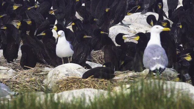Colony of southern cormorant (Phalacrocorax carbo sinensis) on islands of Gulf of Finland, Baltic Sea. Herring gulls birds nest nearby and eat cormorant eggs and chicks
