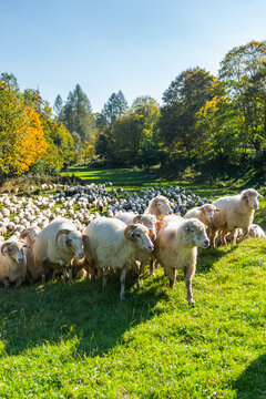 Traditional sheep pasture in Pieniny mountains in Poland. Last days of sheep grazing in autumn