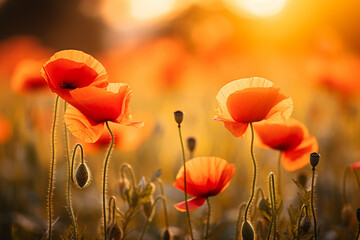 Poppy flowers on blurred nature background, soft light photography