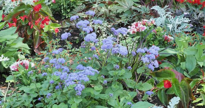 (Ageratum houstonianum)  Mexican paintbrush. Mound of clusters Floss flowers (Ageratum houstonianum) in blue  fluff-haired corymbs shaped cultivated in a garden border with other beddings plants