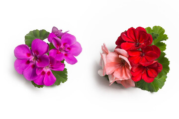 Purple and red pink geranium flower blossoms with green leaves isolated on white background,...
