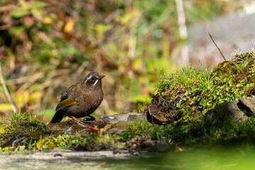 White-whiskered Laughingthrush endemic bird of taiwan