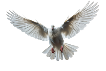 Set of flying birds. Silhouette of a bird flying on transparent background, PNG file