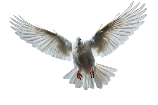 Set of flying birds. Silhouette of a bird flying on transparent background, PNG file