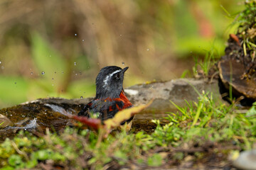 Collared bush robin endemic bird of taiwan