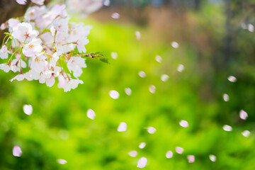 Obraz premium 舞い散る桜_新緑