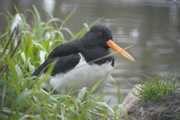 Eurasian oystercatcher standing on grass (Haematopus ostralegus) 