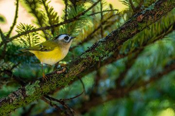 Taiwan firecrest percehd endemic bird of taiwan
