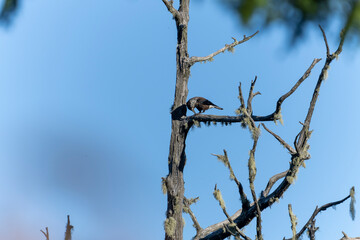 Eurasian nutcracker bird in flight and perched foto made in taiwan
