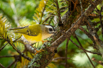 Taiwan firecrest percehd endemic bird of taiwan