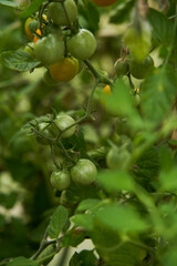 Green tomatoes on a branch in a greenhouse. Fresh waxes, healthy and proper nutrition.