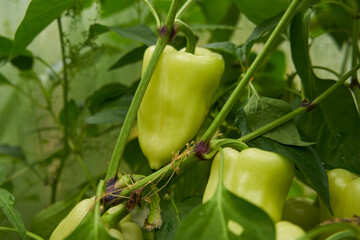 Green peppers grown in a greenhouse. Fresh waxes, healthy and proper nutrition.