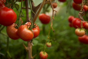 Red tomatoes on a branch in a greenhouse. Fresh waxes, healthy and proper nutrition.