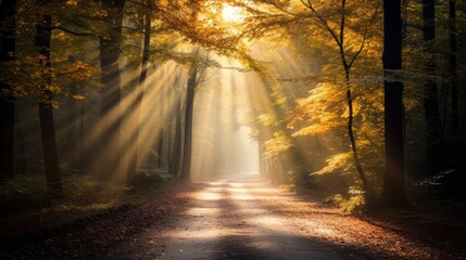 Obraz premium Path in the Woods with the Sun Shine through