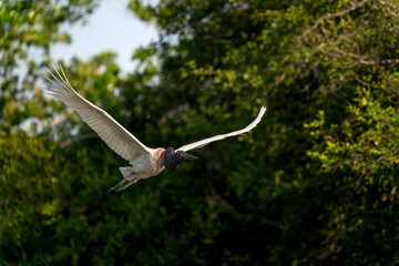 jabiru stork in tropical Pantanal