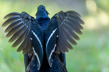 Mikado pheasant nale and female in forest of taiwan
