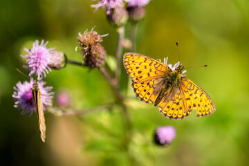 Mädesüß-Perlmuttfalter oder Violetter Silberfalter (Brenthis ino)