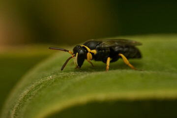 Small yellow and black wasp perched on a green leaf.