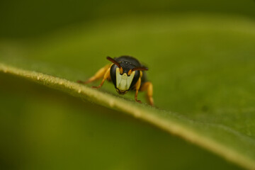 Small yellow and black wasp perched on a green leaf.