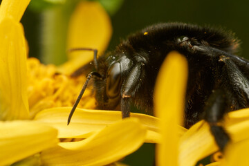 Details of a black bumblebee perched on a yellow flower