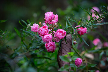 beautiful wild flowers from the mountains of lake di como italy
