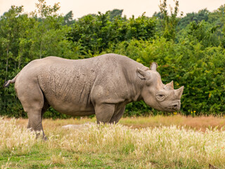 Naklejka premium rhino in the grass