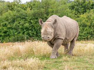 rhino in the grass