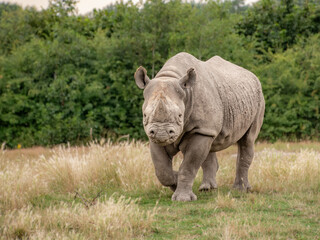 rhino in the grass