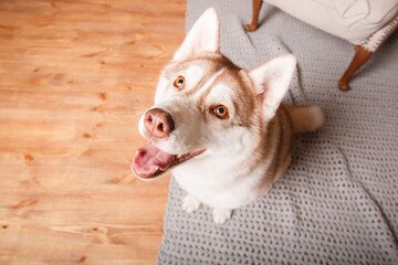 Happy New Year, Christmas holidays and celebration. Siberian husky dog breed