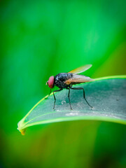 fly, insect, macro, leaf, nature, bug, animal, closeup, wing, close-up, housefly, small, eye, wings, close up, wildlife, detail, pest, close, hairy, garden, eyes, insects
