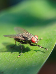 fly, insect, macro, leaf, nature, bug, animal, closeup, wing, close-up, housefly, small, eye, wings, close up, wildlife, detail, pest, close, hairy, garden, eyes, insects
