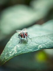 fly, insect, macro, leaf, nature, bug, animal, closeup, wing, close-up, housefly, small, eye, wings, close up, wildlife, detail, pest, close, hairy, garden, eyes, insects