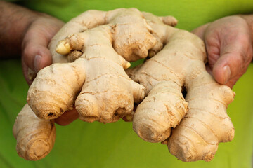 Ginger roots.