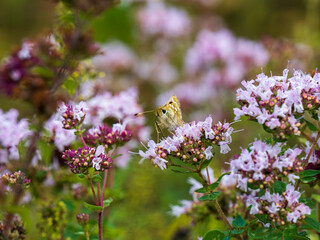 Silver-spotted Skipper Feeding on a Marjoram Flower