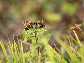Silver-spotted Skipper Resting on a Plant