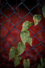 beautiful shapes and textures of autumn plants and leaves