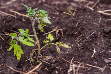 Tomato seedlings in the ground. Selective focus. nature.