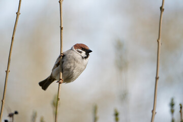 house sparrow on a twig