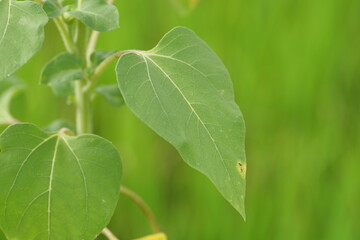 Botanical Close-up of Lush Organic Plant in Natural Environment