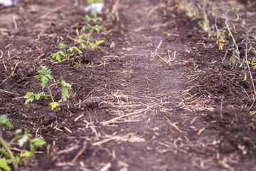 tomato seedlings growing in the ground in the spring. selective focus