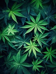 Cannabis leaves background pattern texture