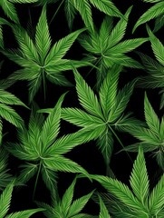 Cannabis leaves background pattern texture