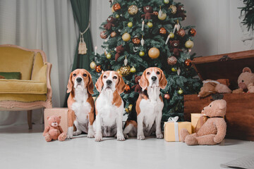 Cute dog with reindeer antlers on background of Christmas tree. Happy New Year, Christmas holidays and celebration. Beagle dog